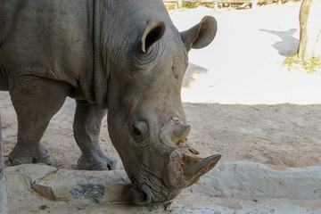 Rhino eating straw on the sand with over exposed background
