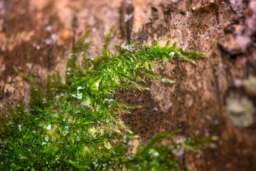 Winter in the forest. Felling in the forest, lumberjack chopping wood and gathering firewood for winter. A macro shot of deep green, wet and thick moss, snow and ice on cut down oak tree in the woods