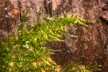 Winter in the forest. Felling in the forest, lumberjack chopping wood and gathering firewood for winter. A macro shot of deep green, wet and thick moss, snow and ice on cut down oak tree in the woods