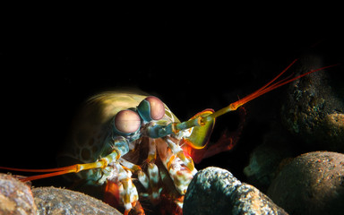 Mantis shrimp or stomatopod photographed during a dive in the Bali sea waters, Indonesia.