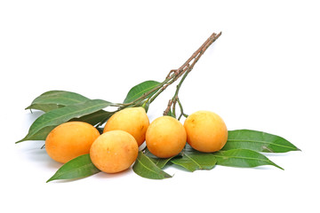 Marian plum with green leaves isolated on white background