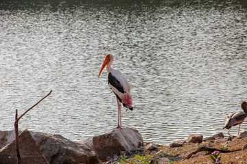 Stork standing on the rock nearby the lake