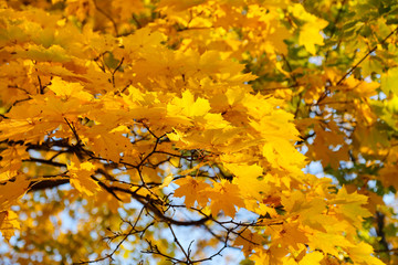Fototapeta na wymiar Beautiful golden autumn leaves of maple