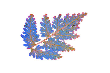 Peacock fern (Selaginella willdenowii) is a species of spikemoss known by the common names...