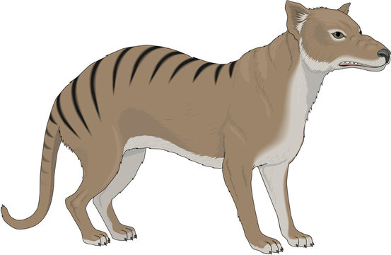 Tasmanian Wolf Vector Illustration