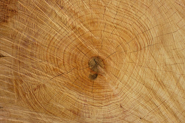 Naklejka premium Sawn tree trunk with an abstract structure