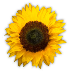 Obraz premium Sunflower isolated on a white background