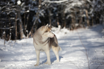 Fototapeta na wymiar Husky dog standing in the snow. Beige and white Siberian husky on a walk in winter forest