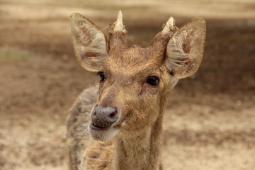 Closeup portrait young deer standing with small antler in blurred background 