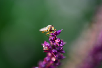 A close-up of an aphid fly on a flower