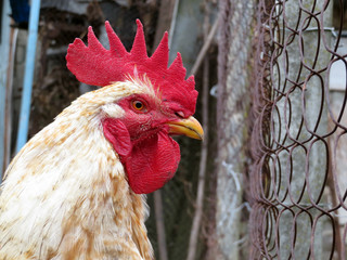 Rooster near the wire fence, rural scene. Colorful cock on the farm close-up