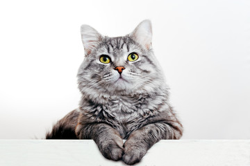 Funny large longhair gray tabby cute kitten with beautiful yellow eyes. Pets and lifestyle concept....