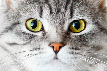 Funny large longhair gray tabby cute kitten with beautiful yellow eyes. Pets concept. Lovely fluffy cat on grey background.