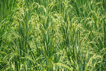 Rice plants are flowering in the planting field.