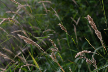 Straws close up 
