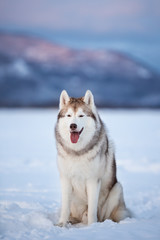 Beautiful and prideful siberian husky dog sitting in the snow field in winter