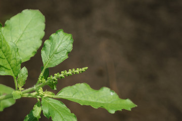 Thai Green Basil or Ocimum Sanctum