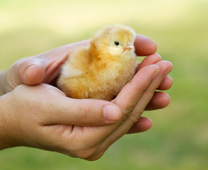 Female hand holding a yellow chicken