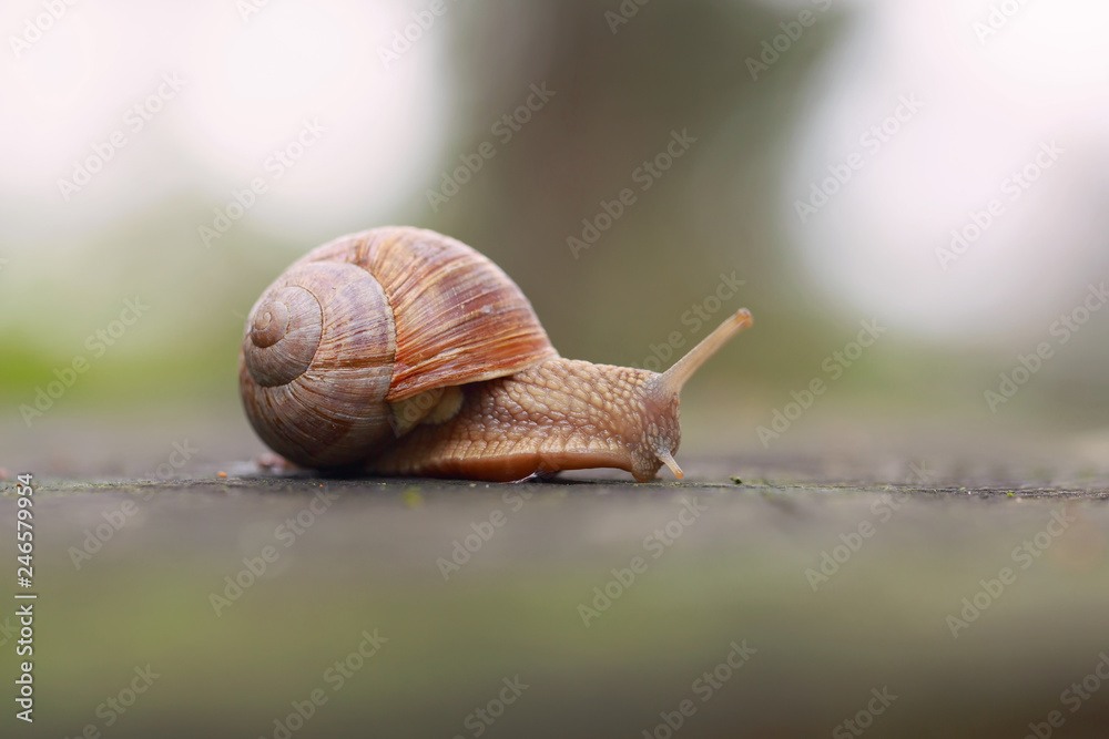 Wall mural snail on a tree