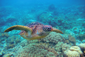 Naklejka na ściany i meble Sea turtle in coral reef. Exotic marine turtle underwater photo. Oceanic animal in wild nature. Summer vacation activity