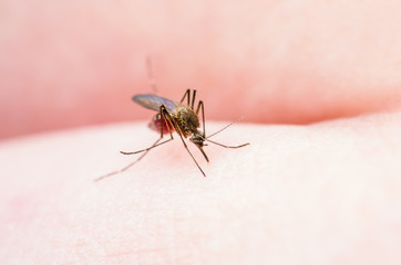 Yellow Fever, Malaria or Zika Virus Infected Mosquito Insect Macro