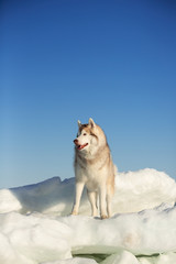 Free, beautiful and beautiful Siberian husky dog standing on ice floe and snow on the frozen sea background.