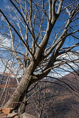 Fototapeta premium Old beech trees in a mountain forest.