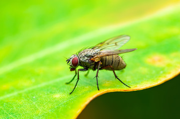 Exotic Drosophila Fruit Fly Diptera Insect on Plant Leaf