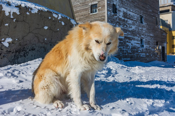dog in freezing cold winter