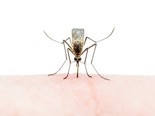 Yellow Fever, Malaria or Zika Virus Infected Culex Mosquito Insect Bite Isolated on White Background
