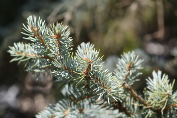 Colorado blue spruce