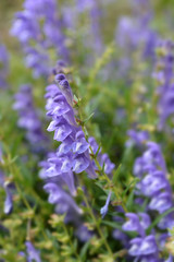 Bunchleaf penstemon