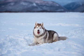 Beautiful and prideful siberian husky dog lying in the snow field in winter at sunset