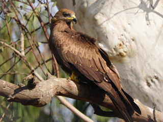 bird of prey perching on branch of tree