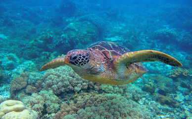 Obraz premium Sea turtle closeup in coral reef. Green turtle underwater photo. Oceanic animal in wild nature.