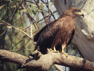 Black kite on tree