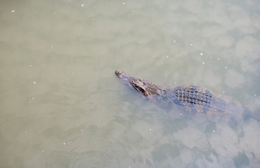 Crocodile on the water surface