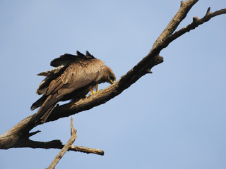 Black kite on tree