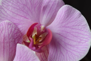 Fototapeta na wymiar closeup of pink orchid