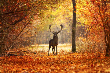 fallow deer stag in beautiful autumn forest - obrazy, fototapety, plakaty