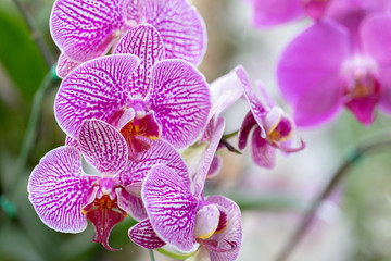 Orchid flower in orchid garden at winter or spring day for beauty and agriculture concept design. Phalaenopsis orchid.