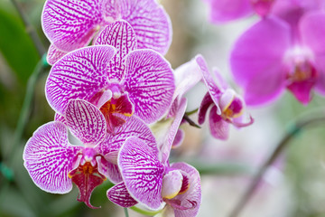 Obraz premium Orchid flower in orchid garden at winter or spring day for beauty and agriculture concept design. Phalaenopsis orchid.