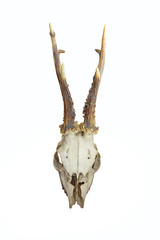 front view of roe deer skull