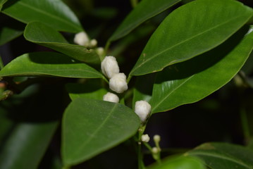 citrus flower