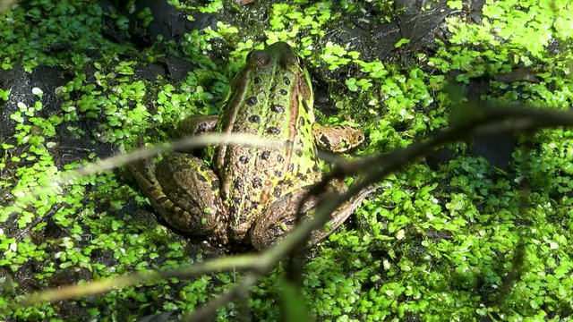 The felt, a wetland in W&radic;&part;rgl, Tyrol. A green water frog lies camouflaged on the ground.