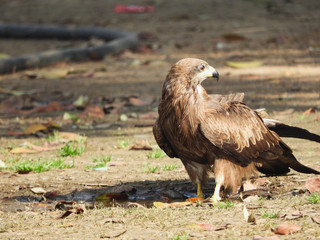 Black kite