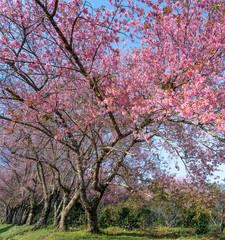 Pink cherry blossoms garden in Khun wang, Chiang Mai in Thailand