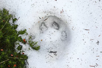 Wandaufkleber Luchs Luchs Spur auf Schnee © taviphoto