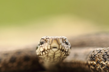 portrait of hungarian meadow viper