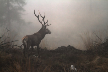 red deer stag in the wilderness of Carpathian mountains